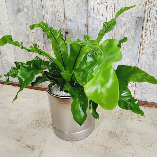 観葉植物 アスプレニウム ユニコーン その他インテリア雑貨 陽華園
