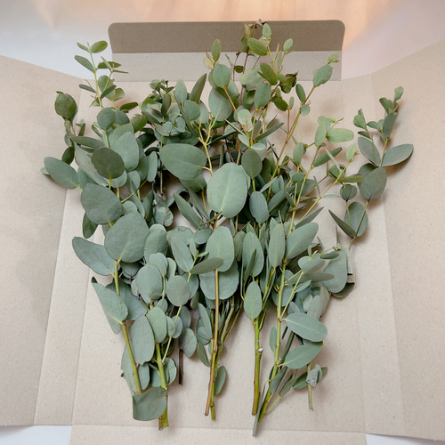 フレッシュ ユーカリグニー パケット発送 ハーバリウム・植物