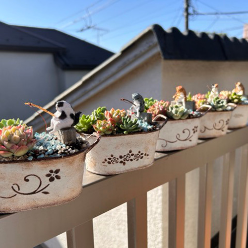 多肉植物寄せ植えと猫 （癒されシリーズ） 多肉植物 虎っぺ 通販 