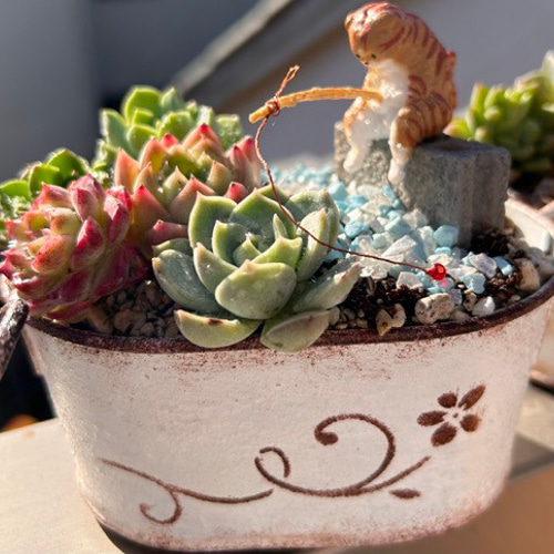 多肉植物寄せ植えと猫 （癒されシリーズ） 多肉植物 虎っぺ 通販 