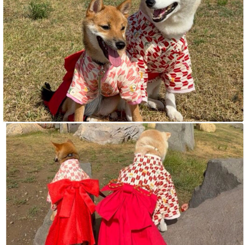 犬服　袴　とっと　ハンドメイド iDog 日本の伝統|縁起物袴 刀おもちゃ付き アイドッグ-犬猫用品