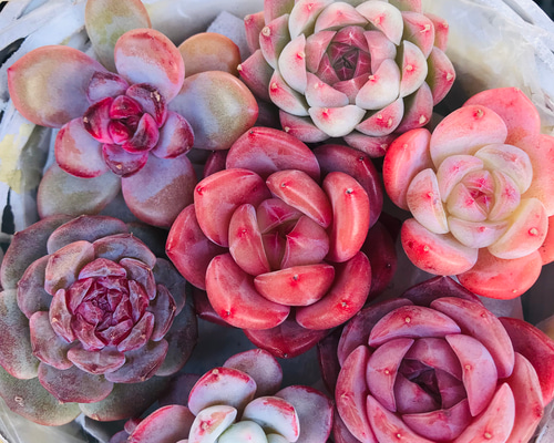 最終お値下げ　美品　エミリオロバ　薔薇＆多肉植物　２個セット その他｜アーティフィシャルフラワー通販｜エミリオ・ロバ公式