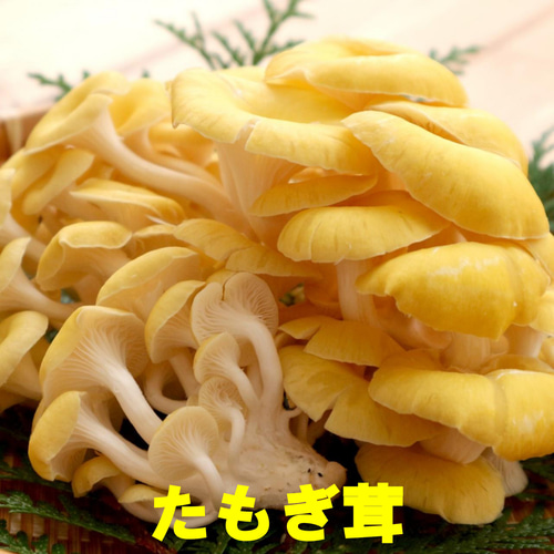 ノッコラン(12包入り)／二日酔い知らずの爽快な朝に！ ～楽しくお酒を 
