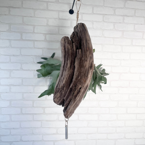 ビカクシダ コウモリラン 群生ビカクシダ流木付け 観葉植物 ハンギング