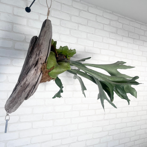 ビカクシダ コウモリラン 群生ビカクシダ流木付け 観葉植物 ハンギング