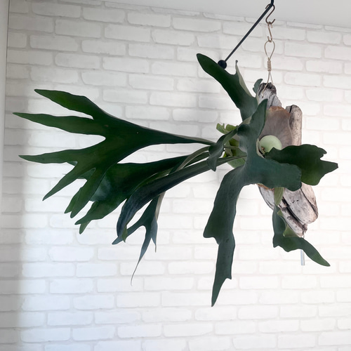 コウモリラン　ビカクシダ　流木ハンギング　グランデ ビカクシダ コウモリラン 群生ビカクシダ流木付け 観葉植物