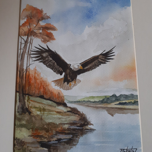 水彩画 白頭鷲が飛ぶ! 絵画 makochin 通販 17066793|Creema 水彩画 白頭鷲が飛ぶ! 絵画 makochin 通販 17066793|Creema