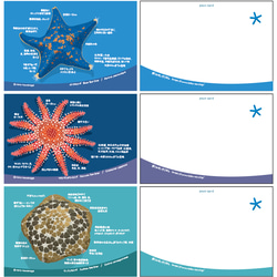 2024ヒトデ図鑑カレンダー（エコパック） 5枚目の画像