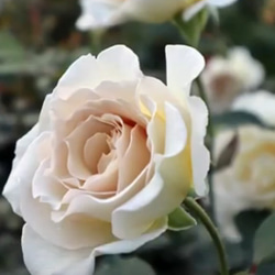 レア切花品種・薔薇★上品すぎるほど優しい色と香りのバラ（Sasha）★５号ロングスリット鉢植え 2枚目の画像