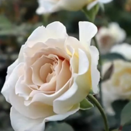レア切花品種・薔薇☆上品すぎるほど優しい色と香りのバラ（Sasha