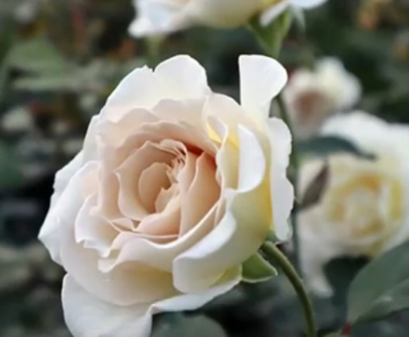 レア切花品種・薔薇★上品すぎるほど優しい色と香りのバラ（Sasha）★５号ロングスリット鉢植え 2枚目の画像