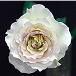レア切花品種・薔薇★上品すぎるほど優しい色と香りのバラ（Sasha）★５号ロングスリット鉢植え 3枚目の画像