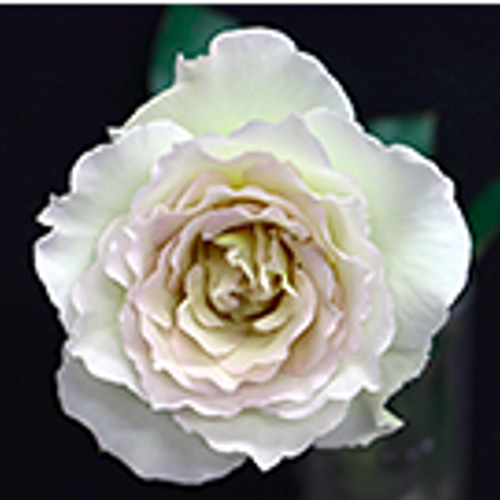 レア切花品種・薔薇☆上品すぎるほど優しい色と香りのバラ（Sasha