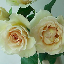 レア切花品種・薔薇★上品すぎるほど優しい色と香りのバラ（Sasha）★５号ロングスリット鉢植え 1枚目の画像