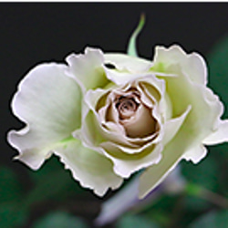 レア切花品種・薔薇★上品すぎるほど優しい色と香りのバラ（Sasha）★５号ロングスリット鉢植え 4枚目の画像