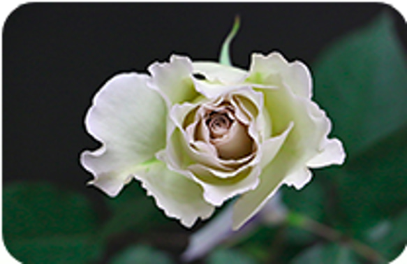 レア切花品種・薔薇★上品すぎるほど優しい色と香りのバラ（Sasha）★５号ロングスリット鉢植え 4枚目の画像