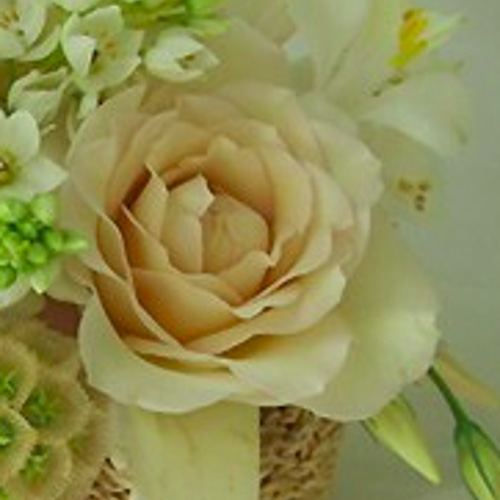 レア切花品種・薔薇☆上品すぎるほど優しい色と香りのバラ（Sasha