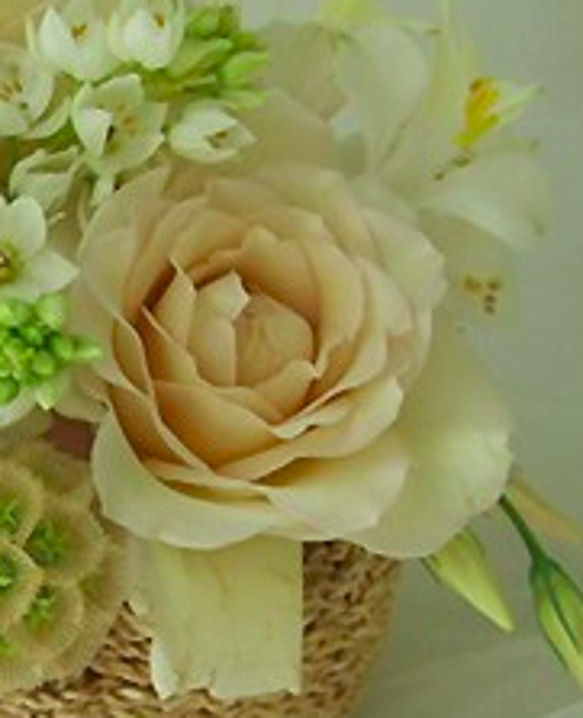 レア切花品種・薔薇★上品すぎるほど優しい色と香りのバラ（Sasha）★５号ロングスリット鉢植え 5枚目の画像