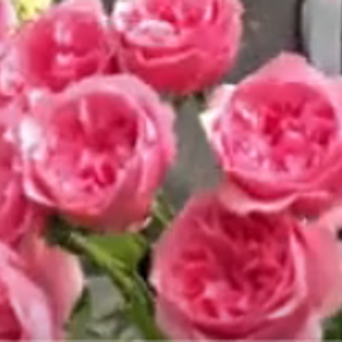 レア切花品種・薔薇☆トゲもなく驚くほど花持ちがよい☆strawberry