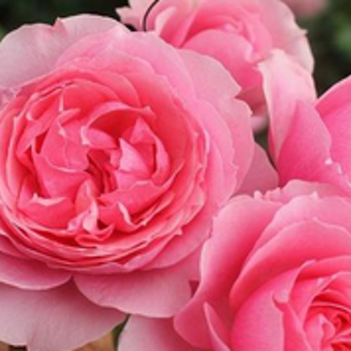 切り花品種バラ苗　レア　VICTORIAN RE♡ Rose 切り花品種バラ苗 レアバラ LORENA SUMMERHOUS♡ Rose - メルカリ