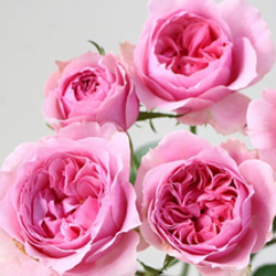 レア切花品種・薔薇☆トゲもなく驚くほど花持ちがよい