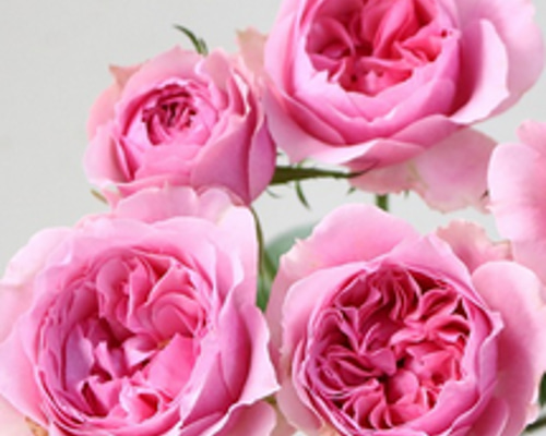 バラ苗 図鑑 キティーズ ローズ Kitty's Rose 国産ノイバラ台木