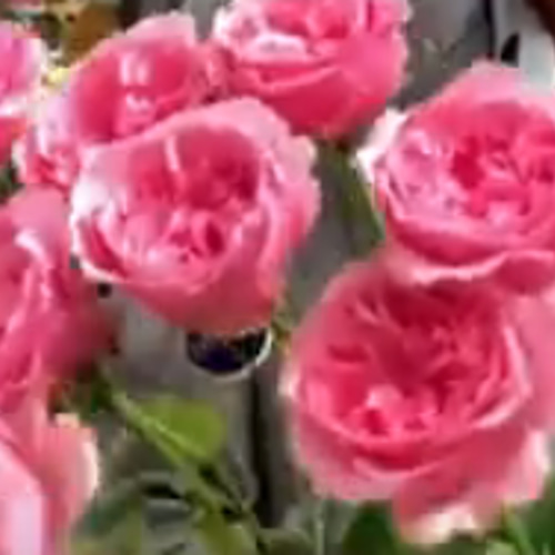 レア‼️切り花品種 薔薇 レア切花品種・薔薇☆アンティークピンク☆Sharita Towne