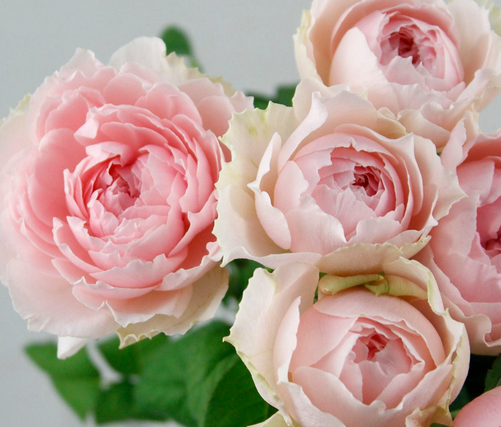 バスケット サエラ風 薔薇 ローズ ハンドメイド レース