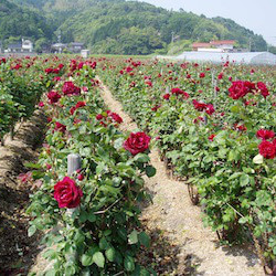 薔薇の香りがとってもいい！あまおう苺と薔薇のジャム 6枚目の画像