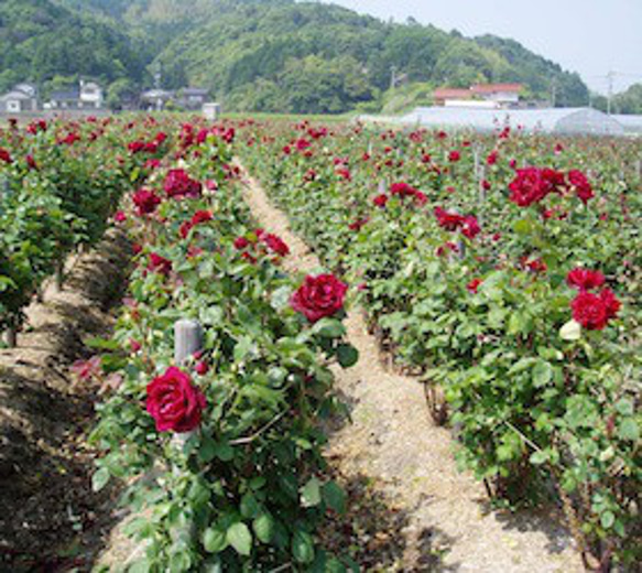 薔薇の香りがとってもいい！あまおう苺と薔薇のジャム 6枚目の画像