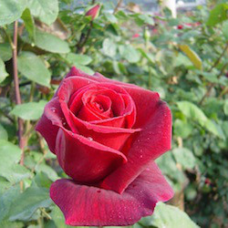薔薇の香りがとってもいい！あまおう苺と薔薇のジャム 7枚目の画像