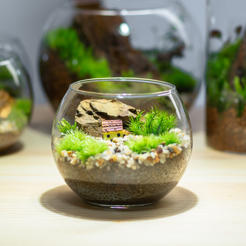 1点もの】苔テラリウム 中サイズ 家 その他雑貨 すみれsmire苔