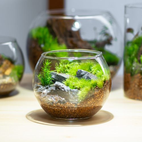 1点もの】【苔テラリウム・テラリウム・苔・インテリア・観葉植物