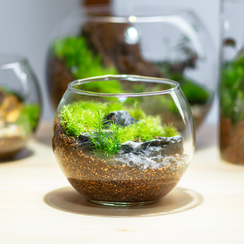 1点もの】【苔テラリウム・テラリウム・苔・インテリア・観葉植物