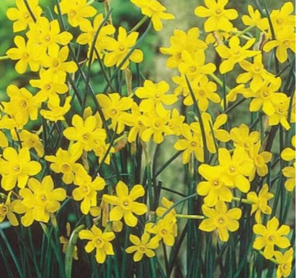 mon♪様　　 小皿 手塩皿 グリーン 水仙文 10客 mon♪様 小皿 手塩皿 グリーン 水仙文 10客