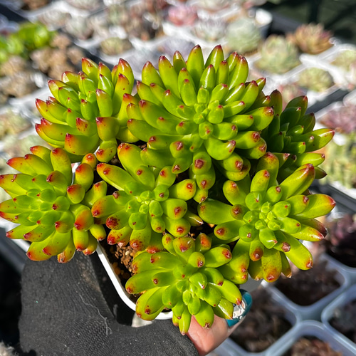 SOLD タッチミー 厳選韓国苗 ネームタグ付き 多肉植物 〜Green〜多肉畑