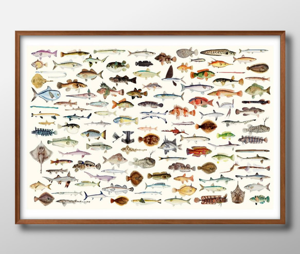 8836□アートポスター 絵画 A3サイズ『海洋生物 魚 魚種 図鑑