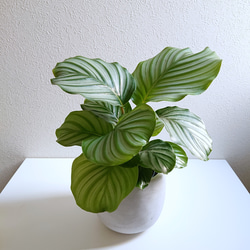 アロカシア4種類セット＋カラテア　オルビフォリア　鉢皿付き Amazon｜観葉植物 カラテア オルビフォリア 4号鉢 観葉植物 小型