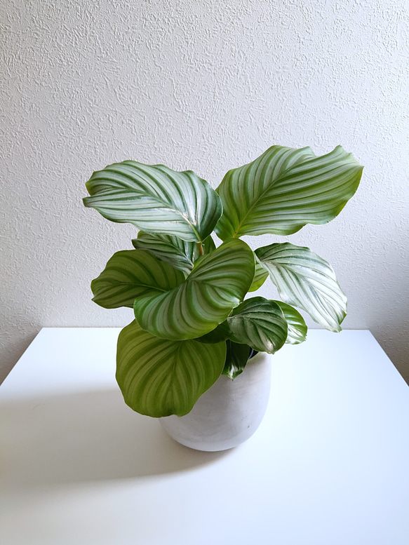 アロカシア4種類セット＋カラテア　オルビフォリア　鉢皿付き アロカシア4種類セット＋カラテア オルビフォリア 鉢皿付き 楽天