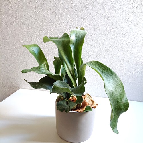 ビカクシダコウモリラン 大株 鉢（火鉢）付