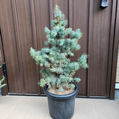 プンゲンストウヒ スーパーブルーシード 鉢植え 苗木 ドライ