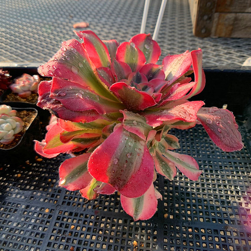 農園直売 多肉植物 寄せ植え アエオニウム属 アフラディティー（4-6頭