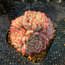 467.多肉植物 寄せ植え エケベリア属 ピンクモンロー 抜き苗