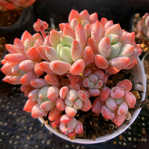 888現物 多肉植物 レッドホール 特大群生 抜き苗 | るる農園