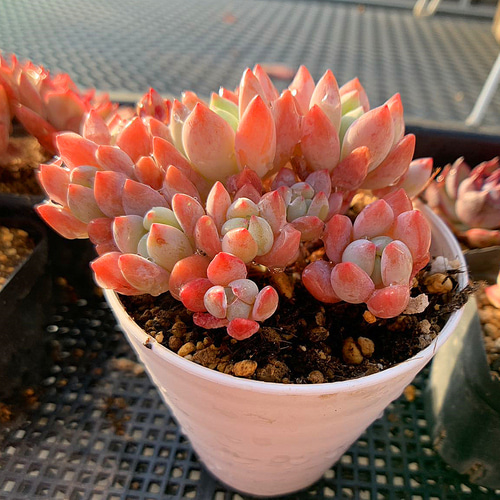 農園直売 多肉植物 寄せ植え エケベリア属 レッド香水（群） 超美苗