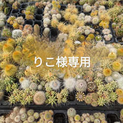 雪うさぎ　割れ鉢☆リメ鉢　リメイク鉢　リメ缶　リメイク缶　寄せ植え　多肉 雪うさぎ様専用 割れ鉢☆リメ鉢 リメイク鉢 リメ缶 リメイク缶 寄せ