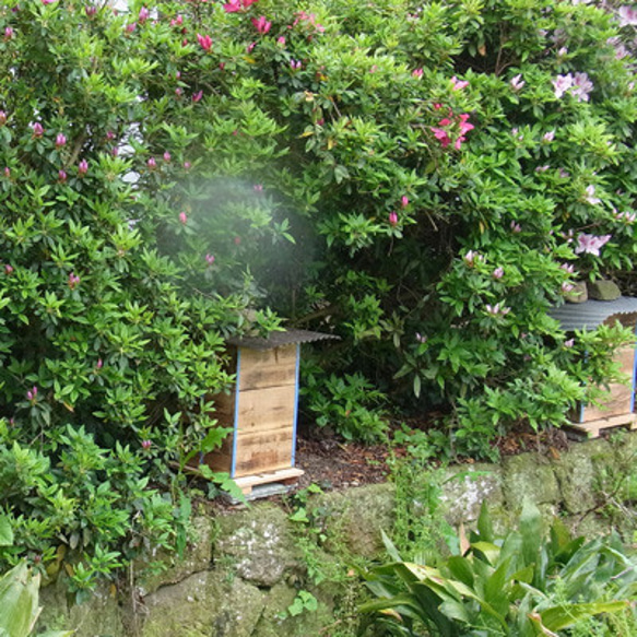日本蜜蜂の巣みつ 80g 6枚目の画像