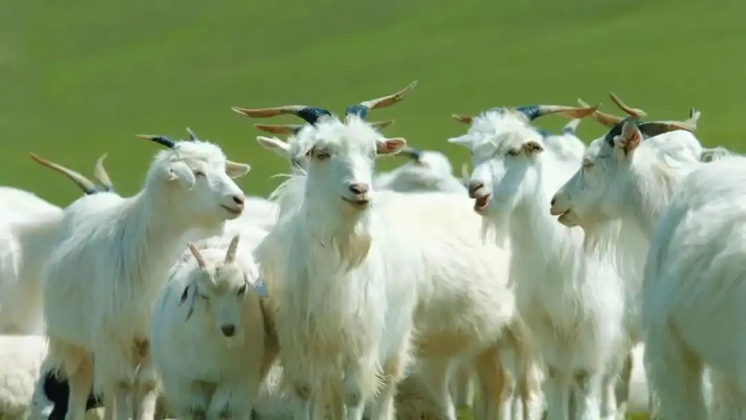 スヌード冬 ネックウォーマー スヌード マフラー メンズ ストール カシミヤ100% 内モンゴル製 世界最高のカシミヤ