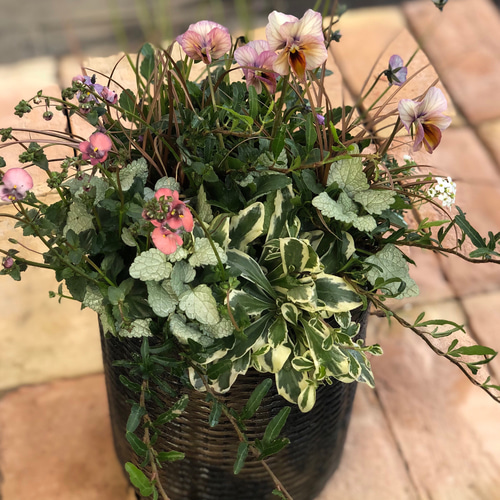 寄せ植え「ビオラとディアスシア」にリーフを合わせてナチュラルに