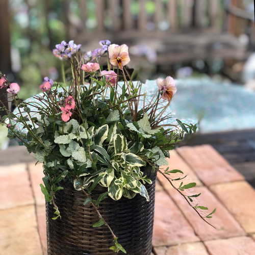 寄せ植え「ビオラとディアスシア」にリーフを合わせてナチュラルに